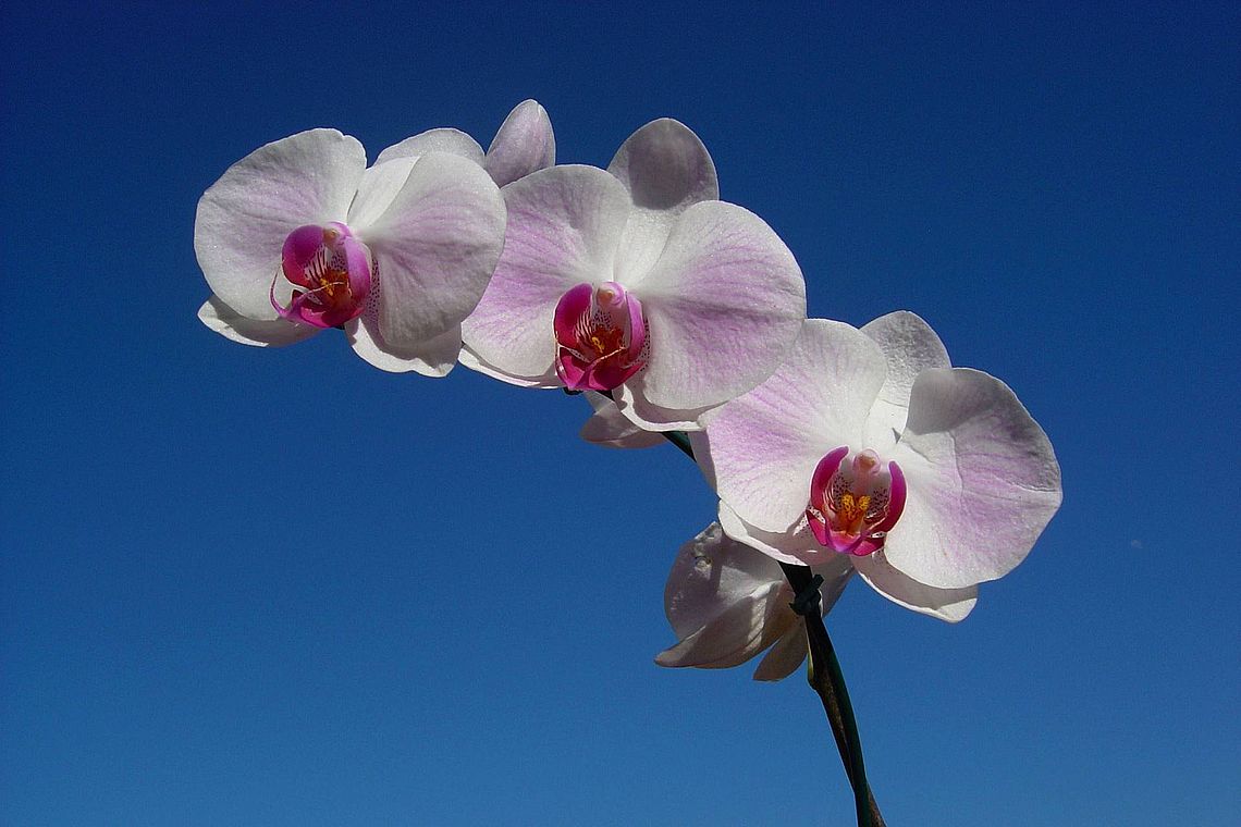 Orchidee