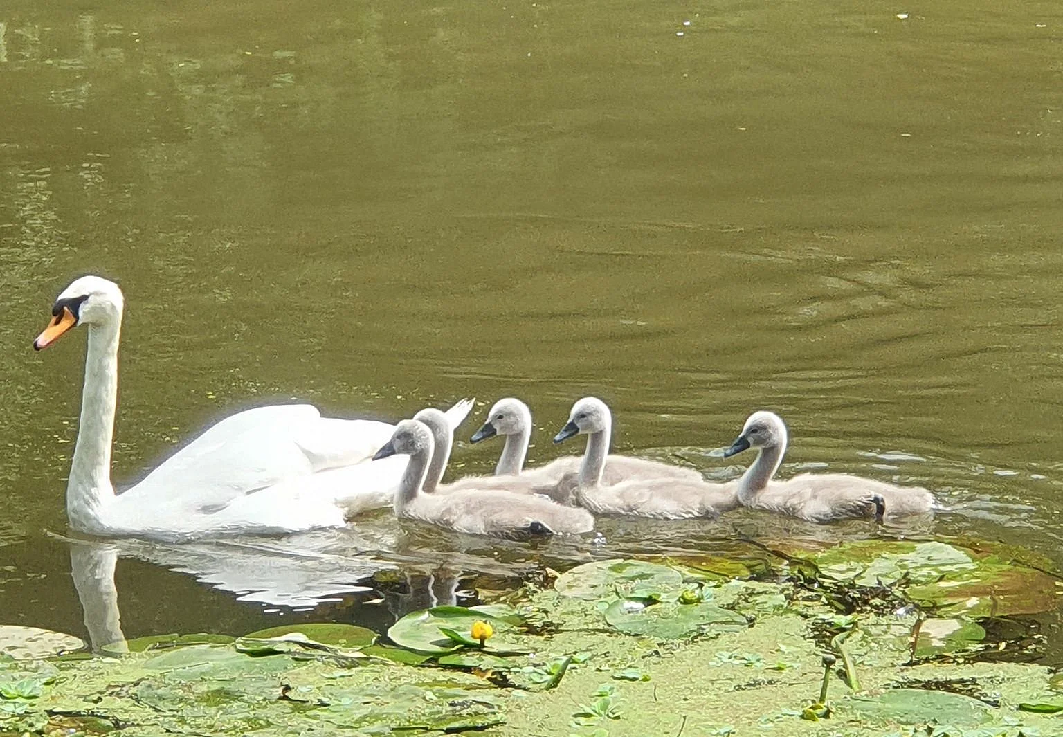 Schwäne auf der Erft