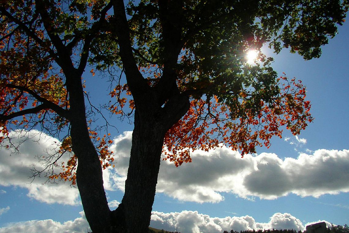 Baum im Gegenlicht