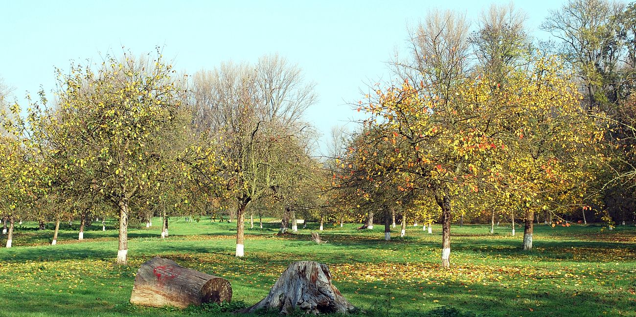 Foto der Apfelwiese