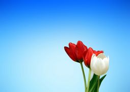 Symbolbild Frühling, Tulpen