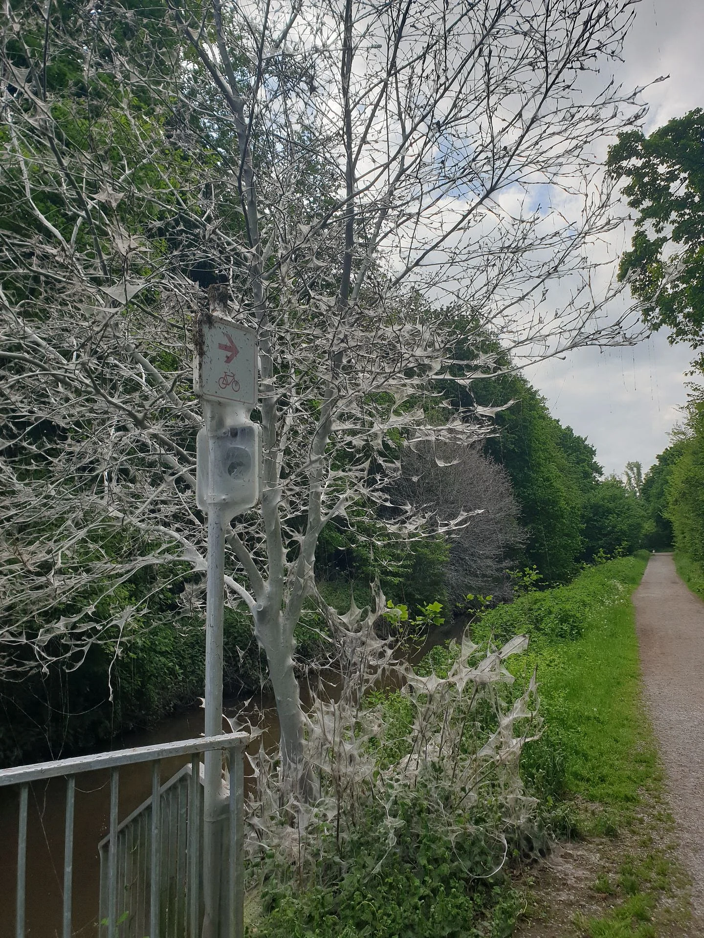 Foto einer befallenen Pflanze