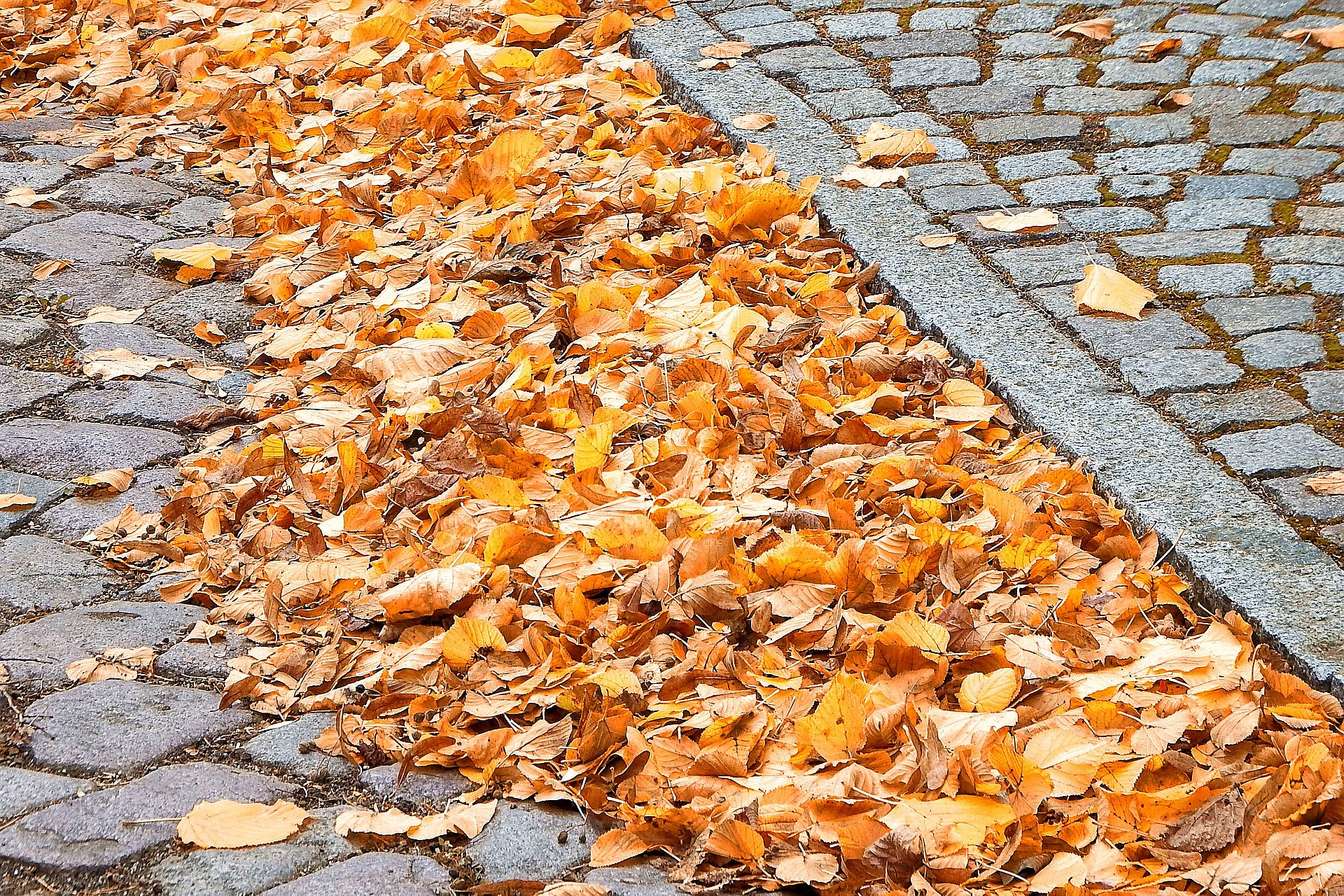 Grafik von Herbstlaub