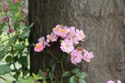 Foto Bepflanzte Baumscheibe