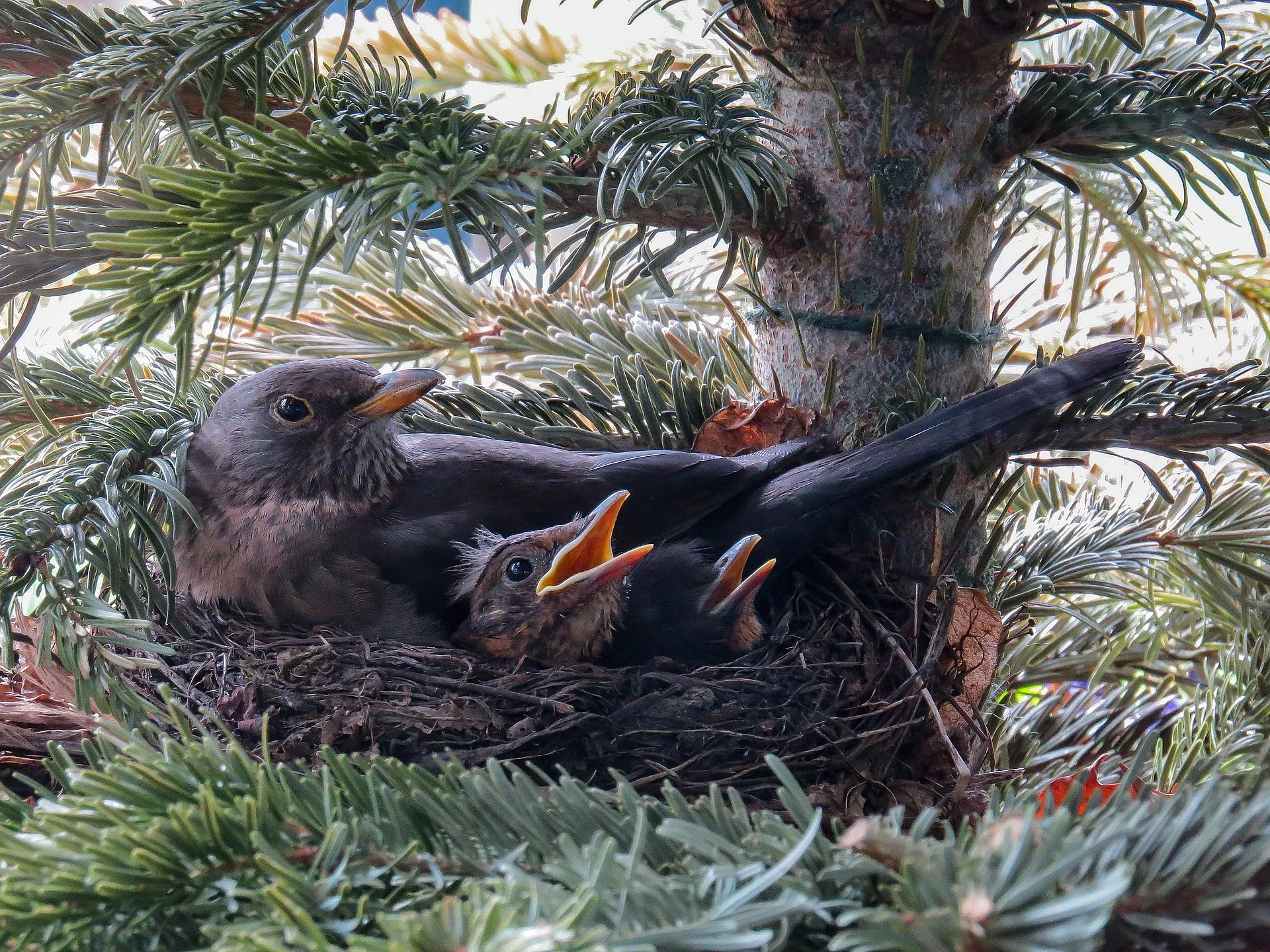 Foto einer Amsel mit Jungtieren